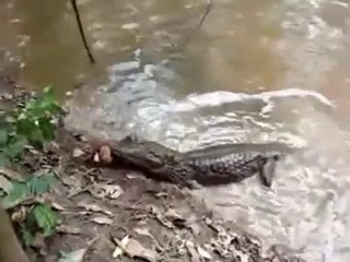 Anguila Eléctrica Electrocuta a Caimán HASTA matarlo