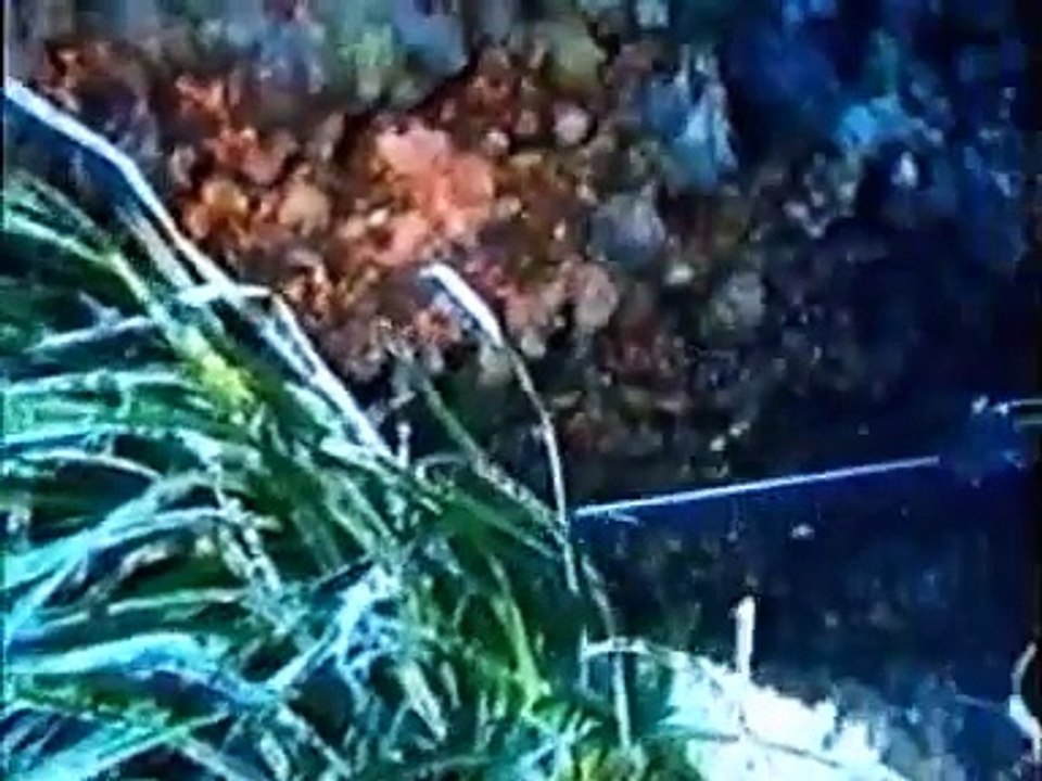 los misterios de la pesca submarina una vida bajo el mar part 1/2