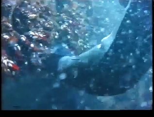 Pesca Submarina Pepe Viña Pescando en los bloques part 1/2