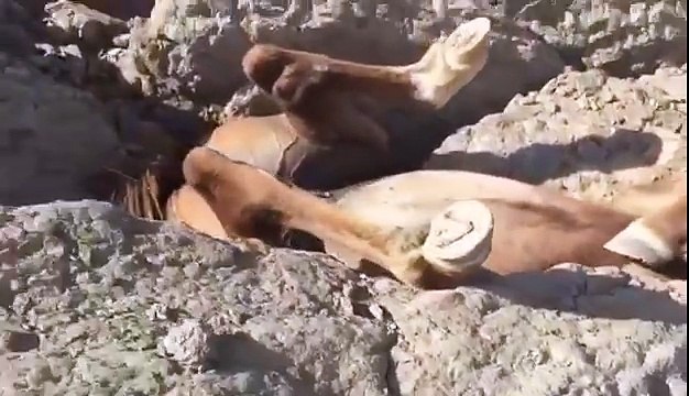 Un poulain coincé entre des rochers