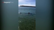 Un tiburón impidió a quienes visitaron Fuengirola bañarse en una de sus playas