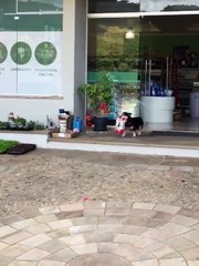 Скачать видео: Le vol à la tire le plus adorable de l'année... Chien trop mignon