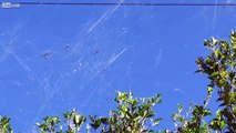 Des milliers d'araignées ont tissé leurs toiles entre les arbres et les cables électriques