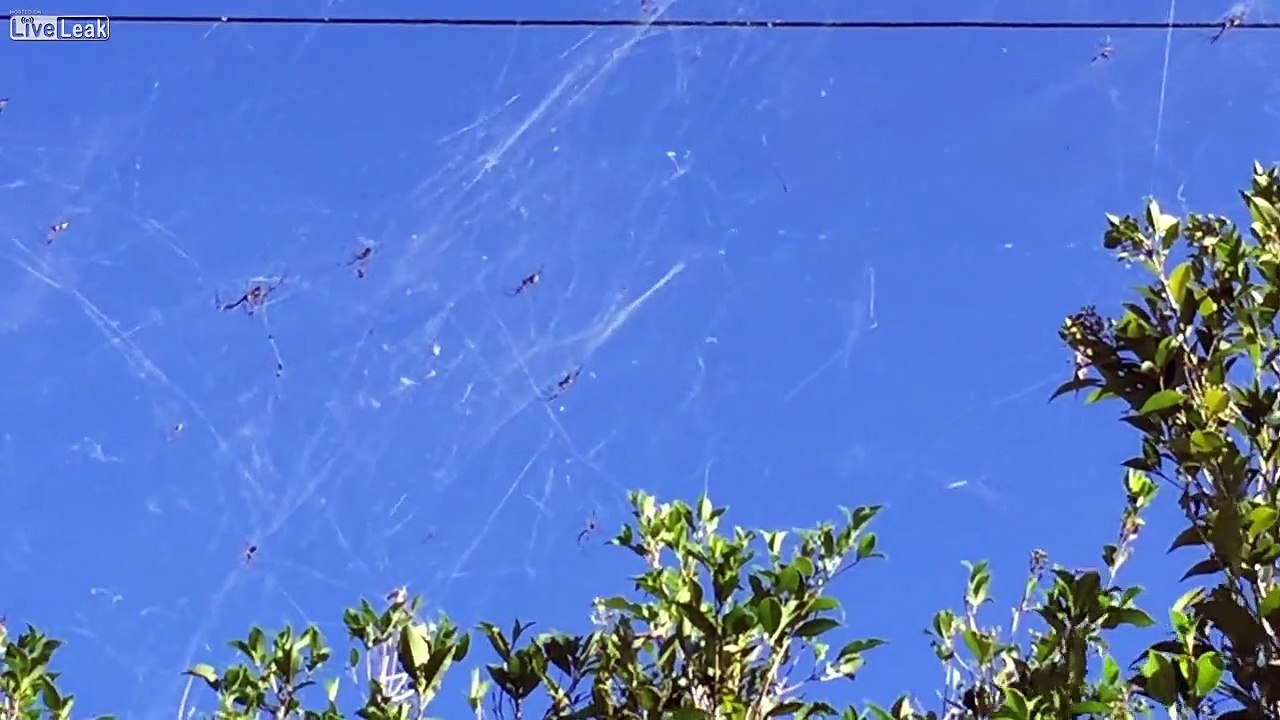 Des milliers d'araignées ont tissé leurs toiles entre les arbres et les cables électriques