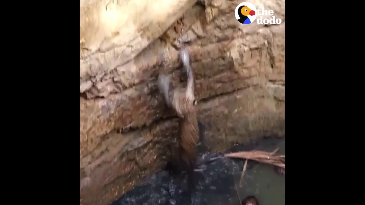 Ils fabriquent une échelle pour sortir un léopard coincé dans un puits