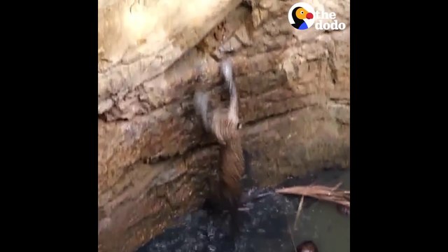 Ils fabriquent une échelle pour sortir un léopard coincé dans un puits