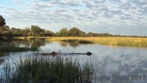 2 lions traversent un lac au pire moment, alors qu'un crocodile approche