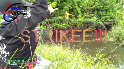 Ep #14 Masih Disarang Ikan, Niat Mancing Pepuyu Digangguin Para Babon hasilnya Pesta Strike
