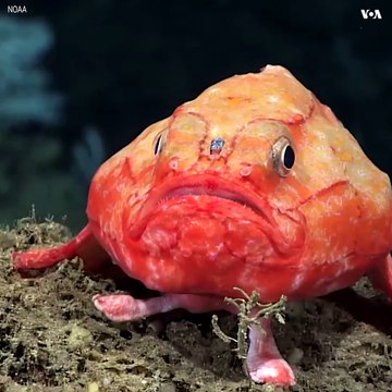 د سمندر له تل څخه به مو دا ډول تصویرونه نه وي لیدلي. د امریکا د اقیانوسونو ملي‌ ادارې د مکسیکو د خلیج په تل کې دا په زړه پورې تصویرونه اخیستي‌ دي.#voasocial