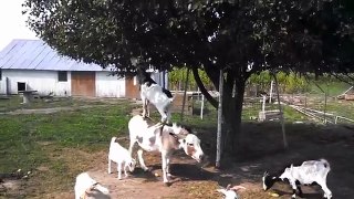 Goat Reaches fruit by balancing on a Donkey!