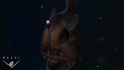 The anglerfish The original approach to deep sea fishing