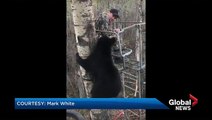 Video of young hunters encounter with bear cub in Alberta goes viral