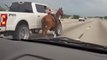 Drivers Save Horse Running Loose on Houston Freeway