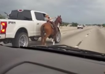 Drivers Save Horse Running Loose on Houston Freeway