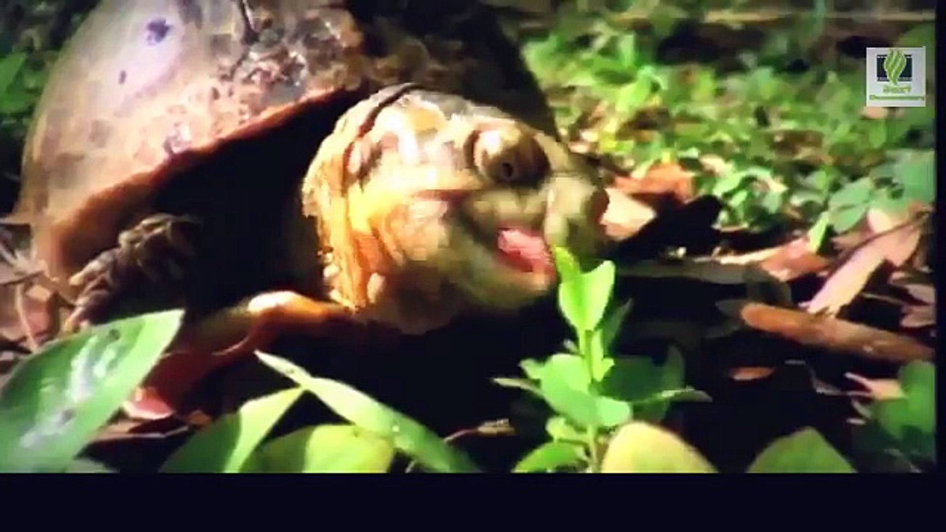 Snake Documentary Snake Documentary Snake Documentary Amazing Life of Turtles and Tortoises - Natu