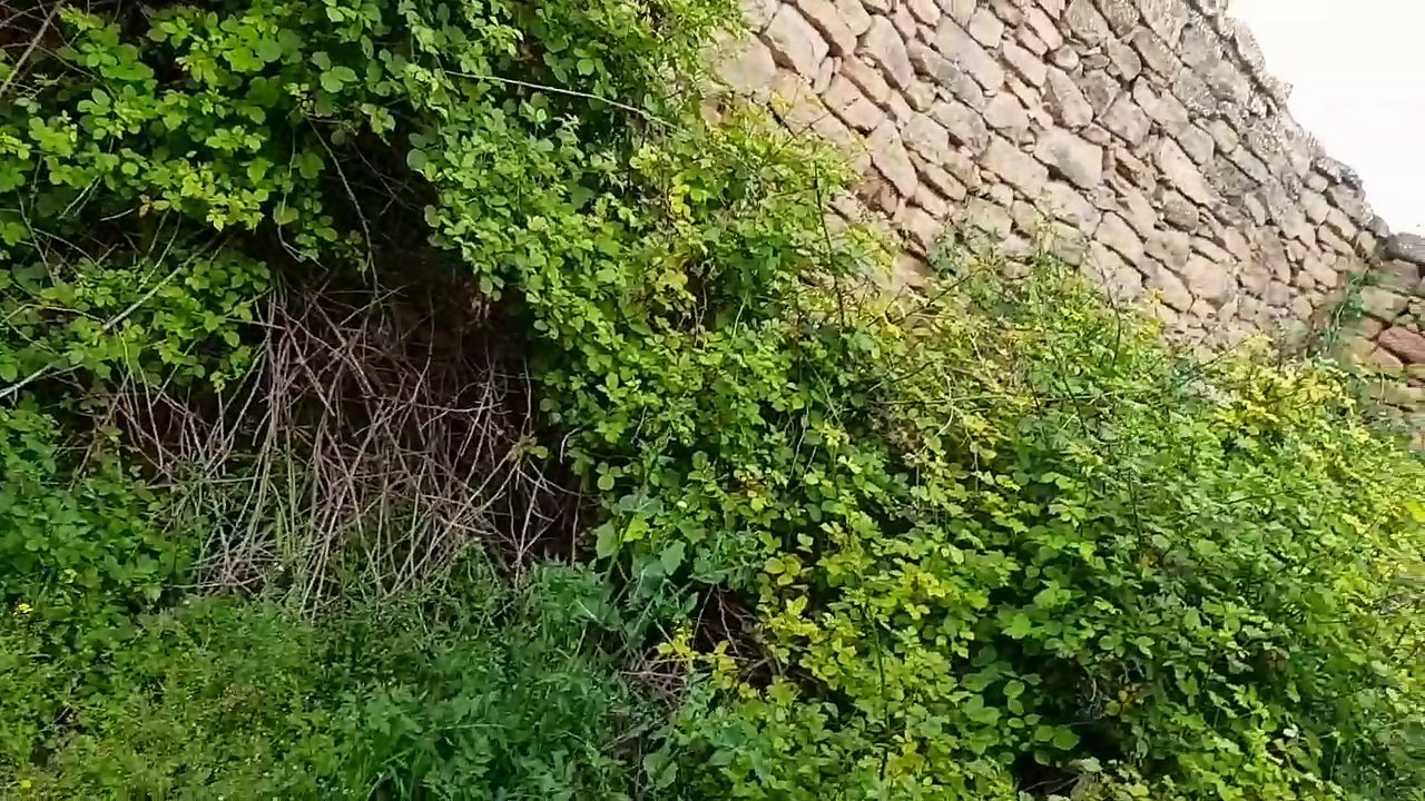 SONIDOS DE BEIGORRI