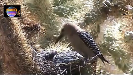 TERRORÍFICO : PÁJARO DEVORA CEREBROS DE POLLUELOS