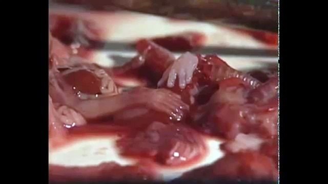 ПЕРВЫЙ ЖИВОЙ БОЛЬШОЙ ГОМУНКУЛ ИЗ ЯЙЦА КОТОРОГО УДАЛОСЬ ВЫРАСТИТЬ!