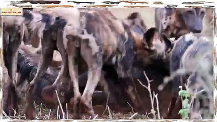 Cães Selvagens Vs Leões, Gnus, Zebras, Búfalos, Crocodilos