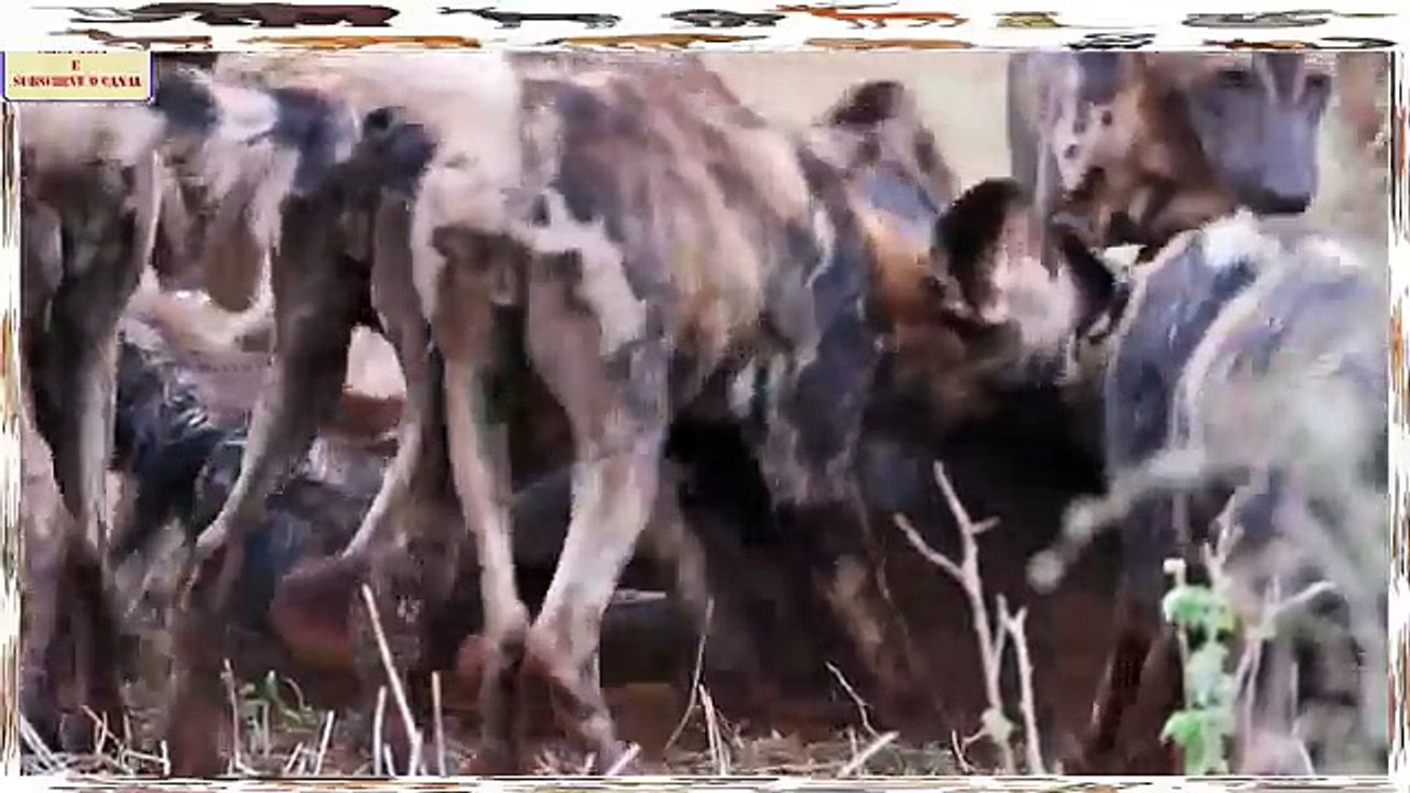 Cães Selvagens Vs Leões, Gnus, Zebras, Búfalos, Crocodilos