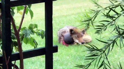 Woman Hires Trappers to Help Save Coyote with Neck Trapped in Tube