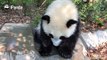 A panda a day, keeps the sorrow away.Qing Qing: Don’t film me when I am bathing, please! It’s embarrassing!