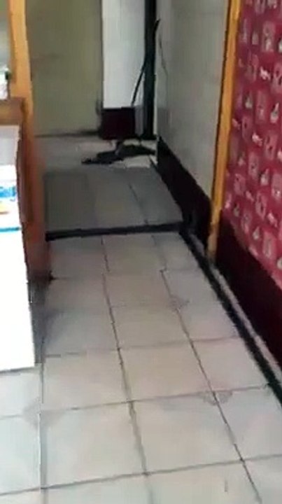 The cat runs to escape the mouse