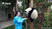 A panda a day, keeps the sorrow away.Qing Qing is so clingy to Nanny Mei~Query that every panda named Qing Qing is human-prone?