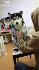 Xét nghiệm máu có phát hiện sùi mào gà không