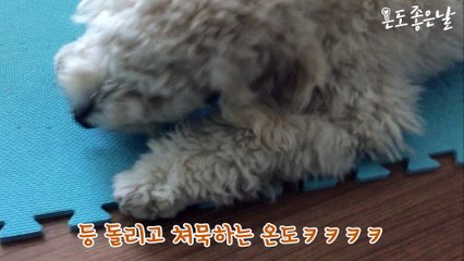 Goldendoodle Eats chicken's feet (food porn)