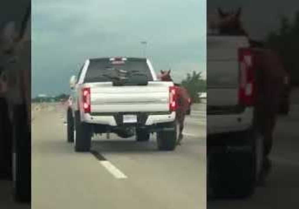 Driver Records Horse Galloping Down Houston Highway