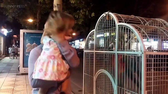 Cute Parrots Amazing Parrots Doing Funny Things (Full) [Funny Pets]