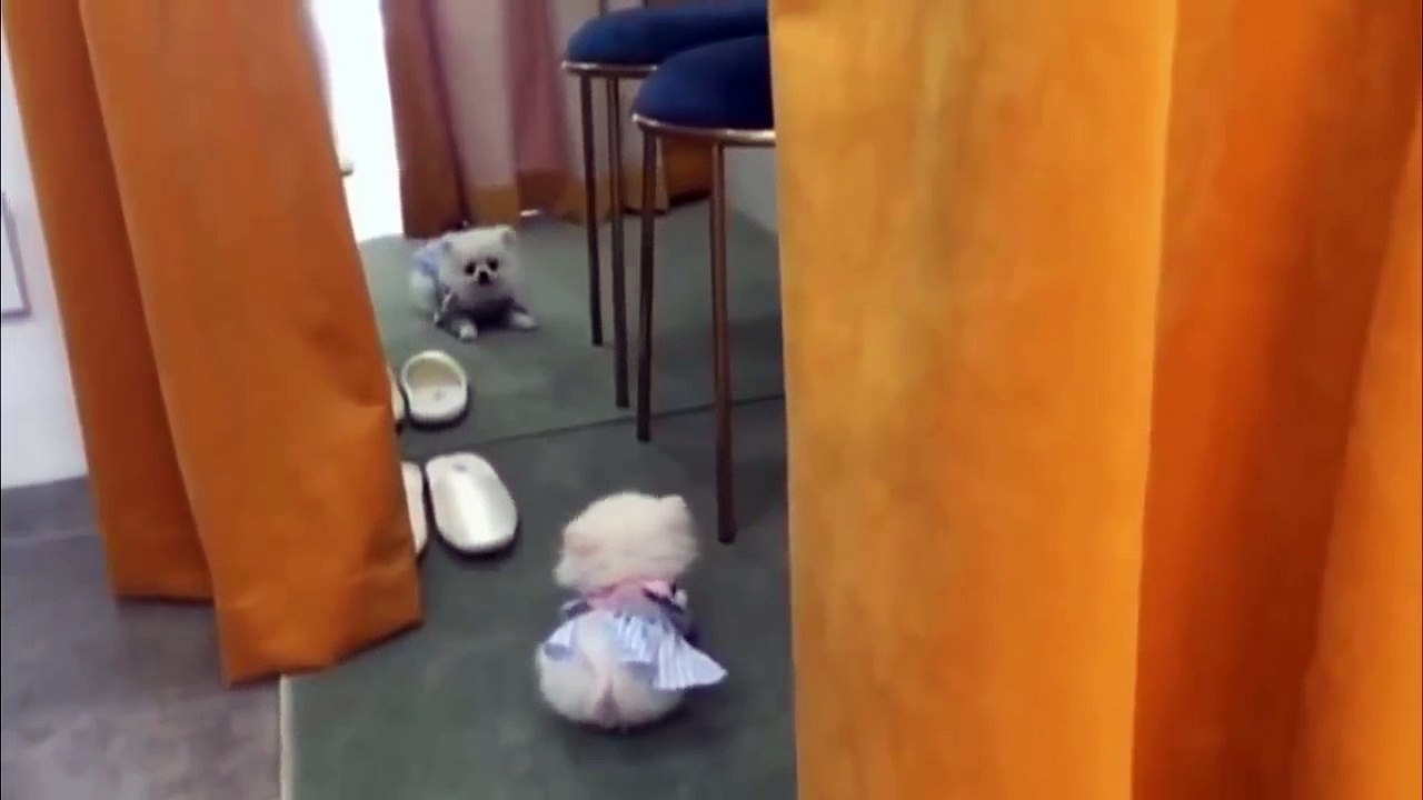 Best Of Cute Pomeranian Puppies | Cutest dog in the world 2018