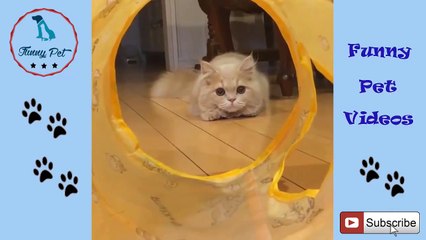 Cute is Not Enough   Funny Cats For Kids Compilation 2018