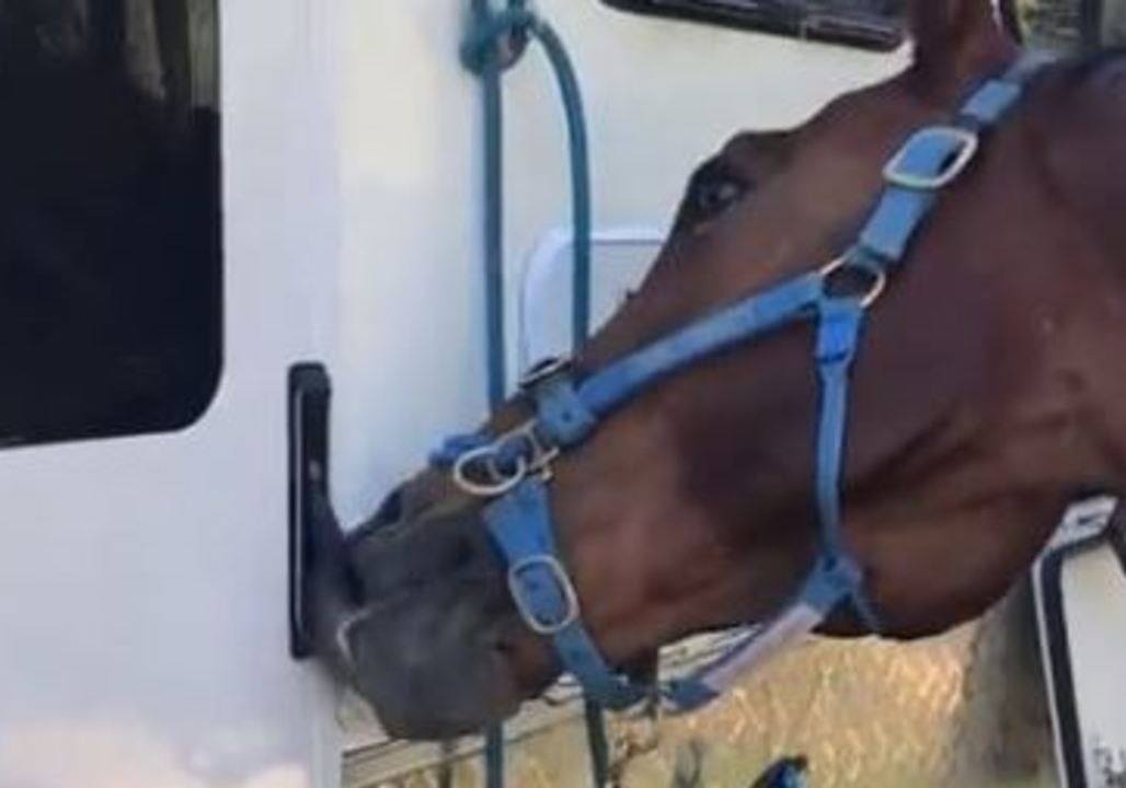 Escape Artist Police Horse Opens Car Doors to Find Food