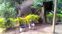 Angry Elephant enters into an Indian village...!!!!!