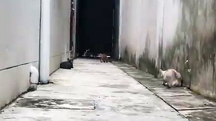 Unbelievable Action Sequence by Cats...!!!!Amazing Performance...!!!!