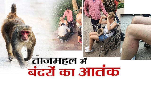 Monkey bite foreign tourists in Tajmahal