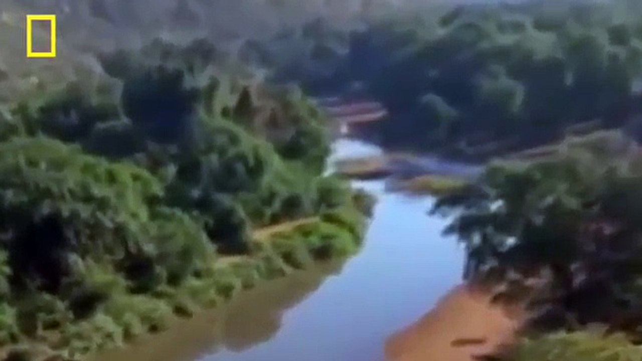 Snake Documentary Animal Documentary Crocodiles without Water!! Desperation Crocs vs Baboons NA