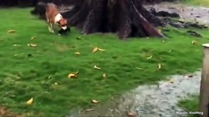 Khoảnh khắc cảm động: Chó mẹ đội mưa tầm tã gắp cún con đến nơi khô ráo để trú ẩn