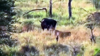 Elephant Saves Buffalo From Lions Mourh after Tremendous Fight