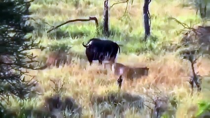 Elephant Saves Buffalo From Lions Mourh after Tremendous Fight