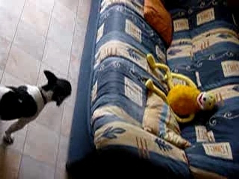 Aresbouledogue 04