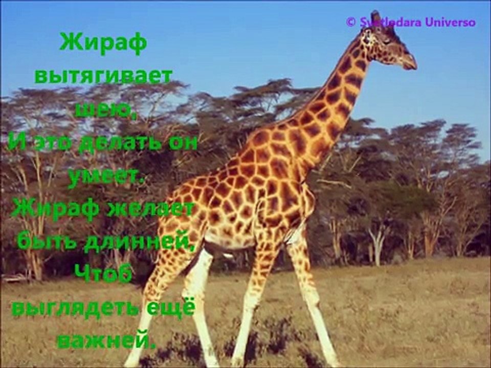 AЗБУКА ЖИВОТНЫХ Обучающие и Развивающие игры и фильмы для самых маленьких ДЕТЯМ ОЧЕНЬ НРАВИТСЯ