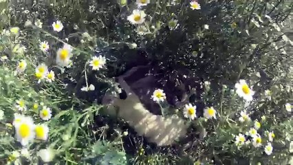 Ferret hunting rabbit and feeds his babies