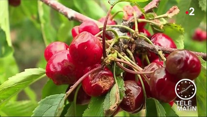 Vaucluse : les intempéries détruisent les récoltes