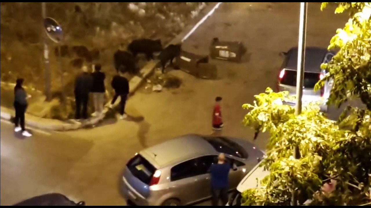 Bari: cinghiali bloccano il traffico e si intrufolano nelle case "ancora molti esemplari da catturare"