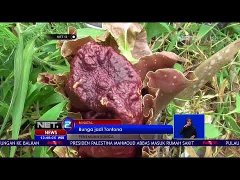 Bunga Bangkai Tumbuh Dipinggir Jalan yang Hebohkan Warga - NET 12