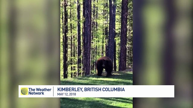 Adventurous bear cub climbs the tree under mama bear's supervision