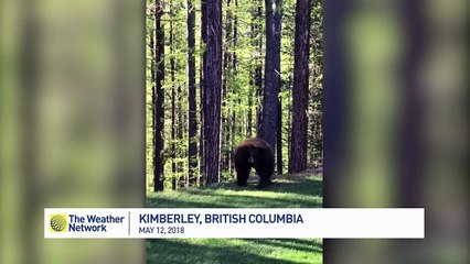 Adventurous bear cub climbs the tree under mama bear's supervision